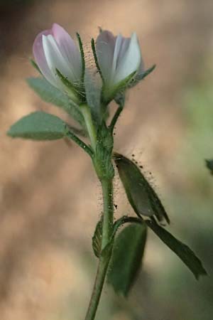 Ononis reclinata \ Nickende Hauhechel / Small Restharrow, Kefalonia/Cephalonia Moni Kipouria 15.4.2024