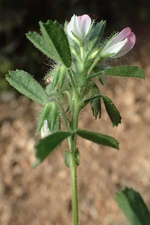 Ononis reclinata \ Nickende Hauhechel / Small Restharrow, Kefalonia/Cephalonia Moni Kipouria 15.4.2024