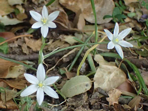 Ornithogalum collinum \ Hgel-Milchstern / Greek Star of Bethlehem, Kefalonia/Cephalonia Komitata 16.4.2024