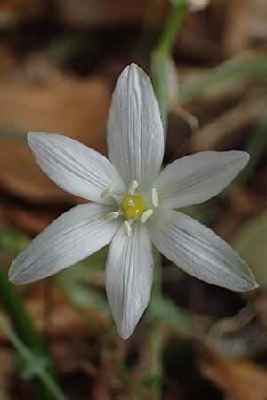 Ornithogalum collinum \ Hgel-Milchstern / Greek Star of Bethlehem, Kefalonia/Cephalonia Komitata 16.4.2024