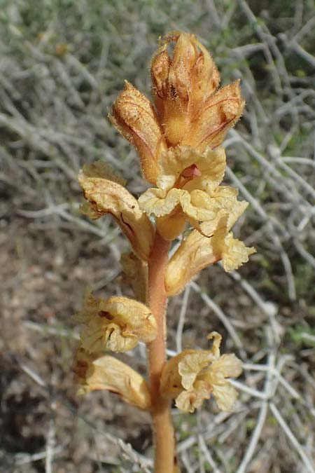 Orobanche alba \ Weie Sommerwurz / Thyme Broomrape, Kefalonia/Cephalonia Kap Mounda 17.4.2024