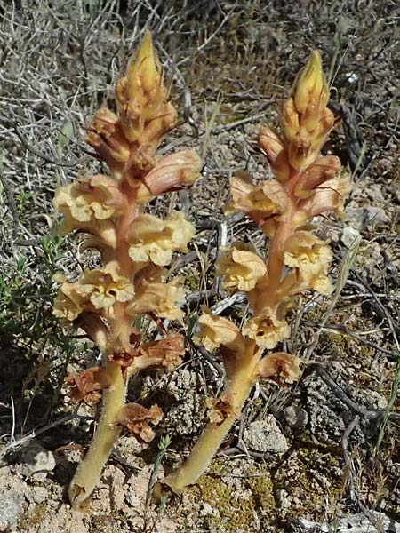 Orobanche alba \ Weie Sommerwurz / Thyme Broomrape, Kefalonia/Cephalonia Kap Mounda 17.4.2024
