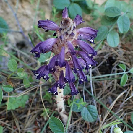 Phelipanche lavandulacea \ Lavendel-Sommerwurz / Lavender Broomrape, Kefalonia/Cephalonia Assos 20.4.2024