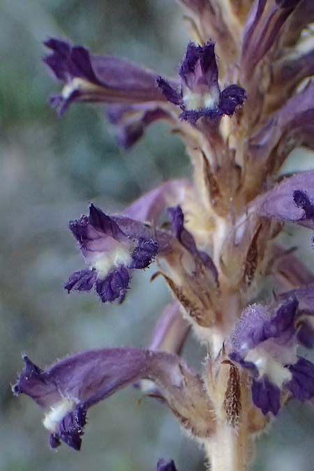 Phelipanche lavandulacea \ Lavendel-Sommerwurz / Lavender Broomrape, Kefalonia/Cephalonia Assos 20.4.2024