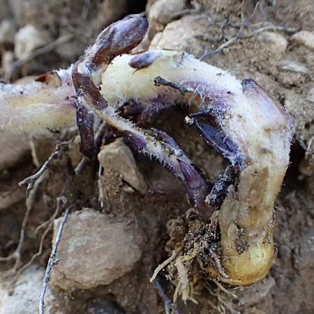 Phelipanche lavandulacea \ Lavendel-Sommerwurz / Lavender Broomrape, Kefalonia/Cephalonia Assos 20.4.2024