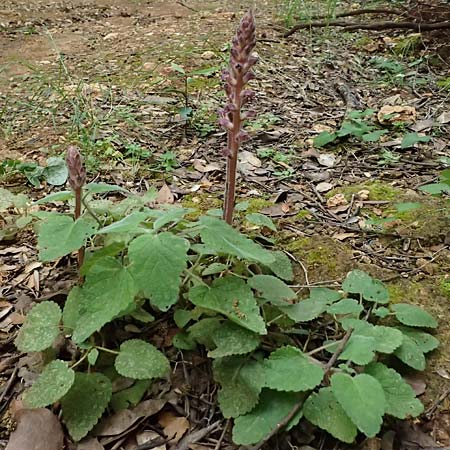 Orobanche pubescens \ Behaarte Sommerwurz / Hairy Broomrape, Kefalonia/Cephalonia Paralia Trapezaki 21.4.2024