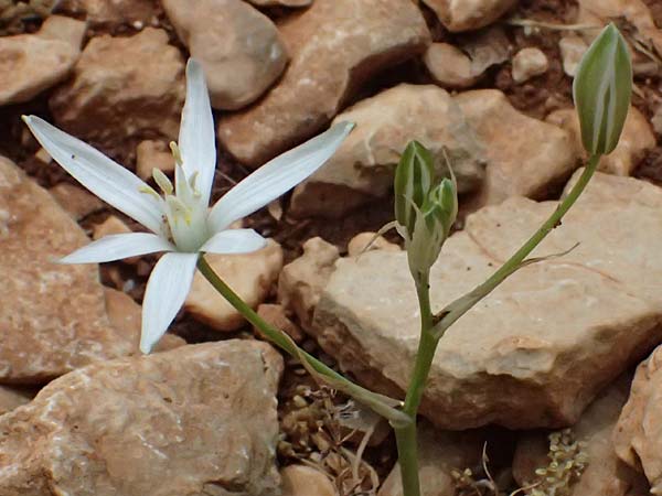 Ornithogalum collinum \ Hgel-Milchstern / Greek Star of Bethlehem, Kefalonia/Cephalonia Old Vlachata 22.4.2024
