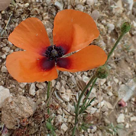 Papaver argemone \ Sand-Mohn / Prickly Poppy, Kefalonia/Cephalonia Sami 16.4.2024