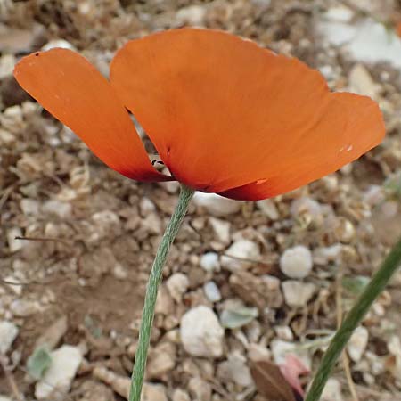 Papaver argemone \ Sand-Mohn / Prickly Poppy, Kefalonia/Cephalonia Sami 16.4.2024