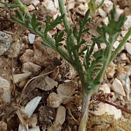 Papaver argemone \ Sand-Mohn / Prickly Poppy, Kefalonia/Cephalonia Sami 16.4.2024