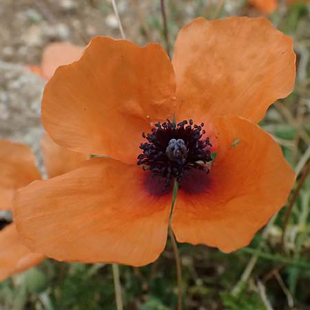 Papaver argemone \ Sand-Mohn / Prickly Poppy, Kefalonia/Cephalonia Sami 16.4.2024