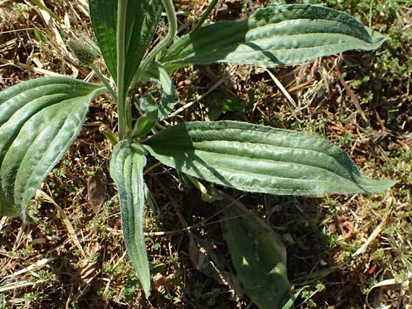 Plantago lanceolata \ Spitz-Wegerich / Ribwort Plantain, Kefalonia/Cephalonia Argostoli 14.4.2024