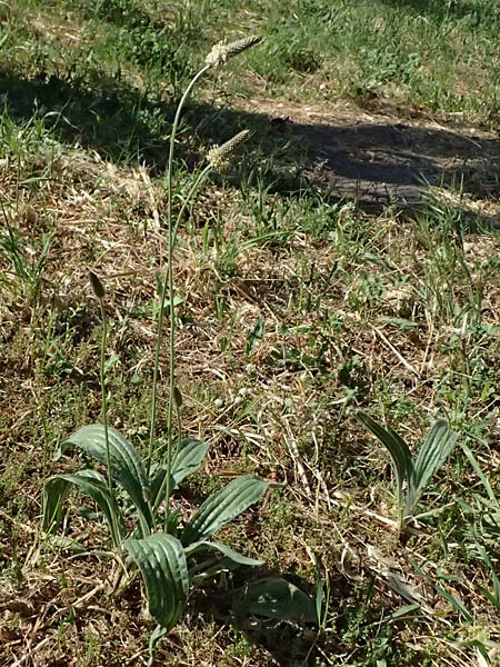 Plantago lanceolata \ Spitz-Wegerich / Ribwort Plantain, Kefalonia/Cephalonia Argostoli 14.4.2024