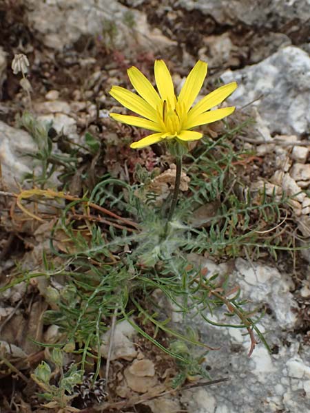 Scorzonera cana \ Jacquins Schwarzwurzel, Graue Schwarzwurzel / Jacquin's Viper's Grass, Kefalonia/Cephalonia Ainos 18.4.2024