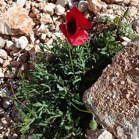 Papaver rhoeas \ Klatsch-Mohn / Common Poppy, Kefalonia/Cephalonia Road 50 n Fragkata 20.4.2024