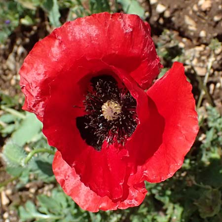 Papaver rhoeas \ Klatsch-Mohn / Common Poppy, Kefalonia/Cephalonia Road 50 n Fragkata 20.4.2024