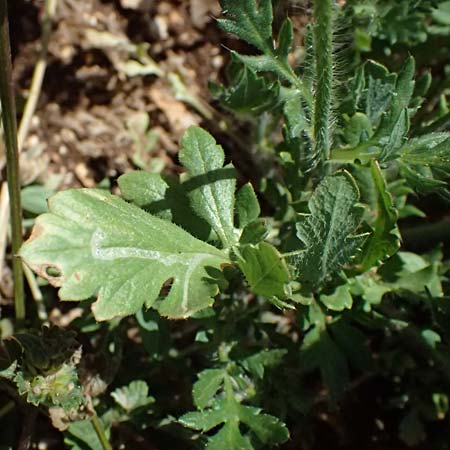 Papaver rhoeas \ Klatsch-Mohn / Common Poppy, Kefalonia/Cephalonia Road 50 n Fragkata 20.4.2024