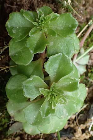 Sedum stellatum \ Sternfrmiger Mauerpfeffer / Starry Stonecrop, Kefalonia/Cephalonia Old Vlachata 22.4.2024