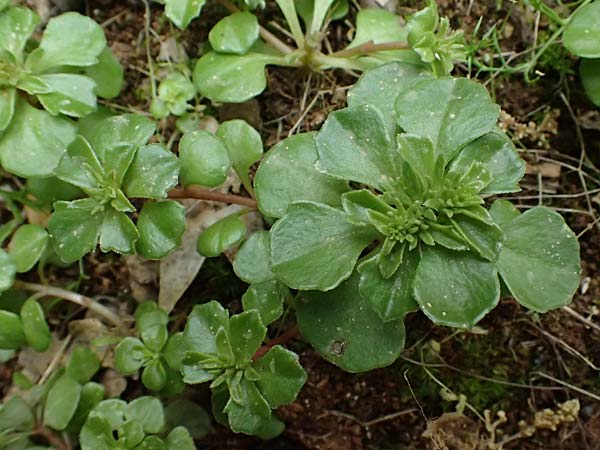 Sedum stellatum \ Sternfrmiger Mauerpfeffer / Starry Stonecrop, Kefalonia/Cephalonia Old Vlachata 22.4.2024