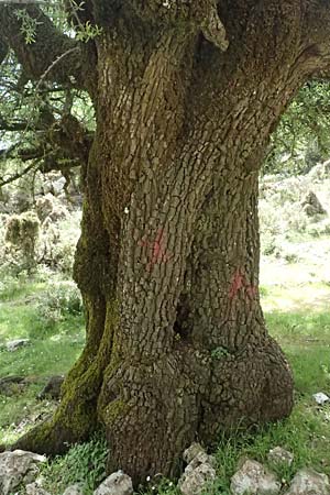Pyrus spinosa \ Mandelbl�ttrige Birne / Almond-Leaved Pear, Kefalonia/Cephalonia Ainos 24.4.2024