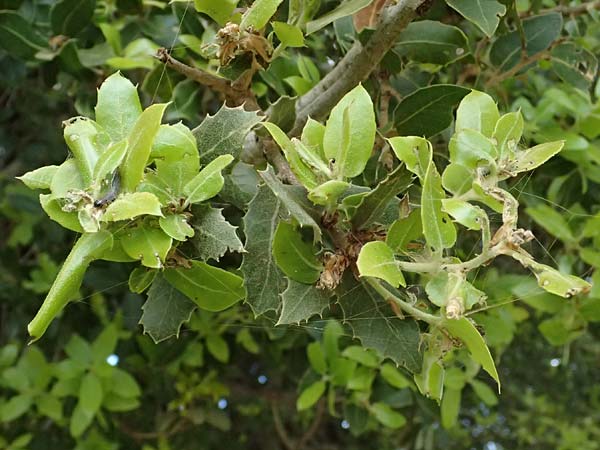 Quercus ilex \ Stein-Eiche / Evergreen Oak, Kefalonia/Cephalonia Ainos 24.4.2024