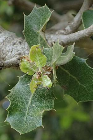 Quercus ilex \ Stein-Eiche / Evergreen Oak, Kefalonia/Cephalonia Ainos 24.4.2024