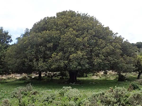 Quercus ilex \ Stein-Eiche / Evergreen Oak, Kefalonia/Cephalonia Ainos 24.4.2024