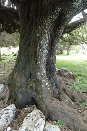 Quercus ilex \ Stein-Eiche / Evergreen Oak, Kefalonia/Cephalonia Ainos 24.4.2024