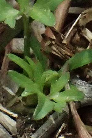 Ranunculus neapolitanus \ Neapolitanischer Hahnenfu� / Naples Buttercup, Kefalonia/Cephalonia Old Vlachata 22.4.2024