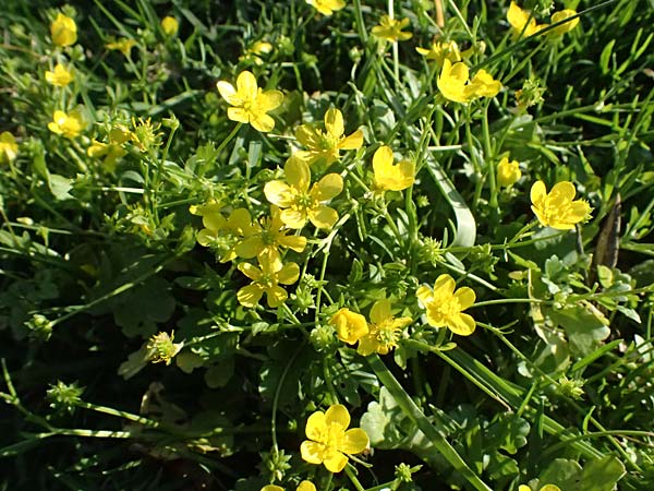 Ranunculus neapolitanus \ Neapolitanischer Hahnenfu� / Naples Buttercup, Kefalonia/Cephalonia Argostoli 14.4.2024