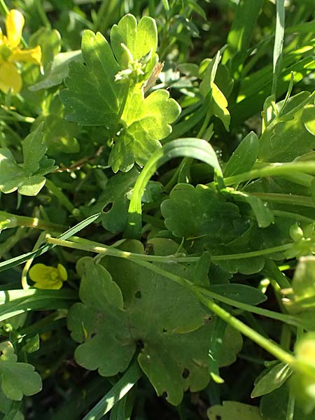 Ranunculus neapolitanus \ Neapolitanischer Hahnenfu� / Naples Buttercup, Kefalonia/Cephalonia Argostoli 14.4.2024