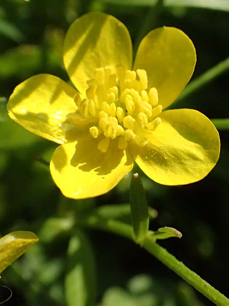 Ranunculus neapolitanus \ Neapolitanischer Hahnenfu� / Naples Buttercup, Kefalonia/Cephalonia Argostoli 14.4.2024