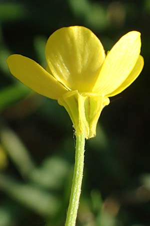 Ranunculus neapolitanus \ Neapolitanischer Hahnenfu� / Naples Buttercup, Kefalonia/Cephalonia Argostoli 14.4.2024