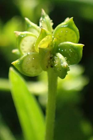 Ranunculus neapolitanus \ Neapolitanischer Hahnenfu� / Naples Buttercup, Kefalonia/Cephalonia Argostoli 14.4.2024