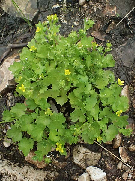 Ranunculus muricatus \ Stachelfr&uuml;chtiger Hahnenfu� / Rough-Fruited Buttercup, Kefalonia/Cephalonia Fiskardo 16.4.2024