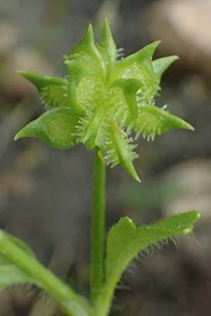 Ranunculus muricatus \ Stachelfr&uuml;chtiger Hahnenfu� / Rough-Fruited Buttercup, Kefalonia/Cephalonia Fiskardo 16.4.2024
