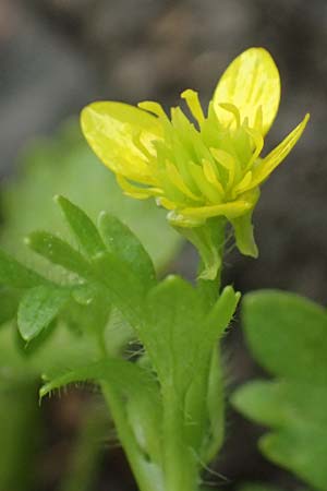 Ranunculus muricatus \ Stachelfr&uuml;chtiger Hahnenfu� / Rough-Fruited Buttercup, Kefalonia/Cephalonia Fiskardo 16.4.2024