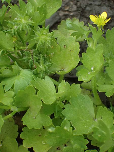 Ranunculus muricatus \ Stachelfr&uuml;chtiger Hahnenfu� / Rough-Fruited Buttercup, Kefalonia/Cephalonia Fiskardo 16.4.2024