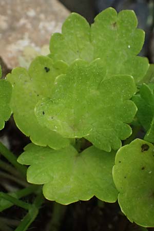 Ranunculus muricatus \ Stachelfr&uuml;chtiger Hahnenfu� / Rough-Fruited Buttercup, Kefalonia/Cephalonia Fiskardo 16.4.2024