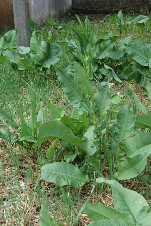 Rumex patientia ? \ Garten-Ampfer / Garden Dock, Patience Dock, Kefalonia/Cephalonia Moni Gerasimo 18.4.2024