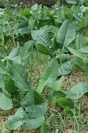 Rumex patientia ? \ Garten-Ampfer / Garden Dock, Patience Dock, Kefalonia/Cephalonia Moni Gerasimo 18.4.2024