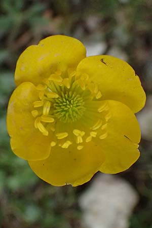 Ranunculus paludosus \ Kerbel-Hahnenfu�, T&uuml;mpel-Hahnenfu� / Fan-Leaved Buttercup, Jersey Buttercup, Kefalonia/Cephalonia Ainos 24.4.2024