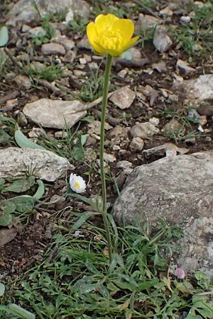 Ranunculus paludosus \ Kerbel-Hahnenfu�, T&uuml;mpel-Hahnenfu� / Fan-Leaved Buttercup, Jersey Buttercup, Kefalonia/Cephalonia Ainos 24.4.2024