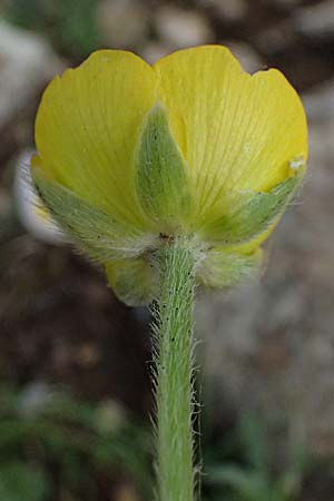 Ranunculus paludosus \ Kerbel-Hahnenfu�, T&uuml;mpel-Hahnenfu� / Fan-Leaved Buttercup, Jersey Buttercup, Kefalonia/Cephalonia Ainos 24.4.2024