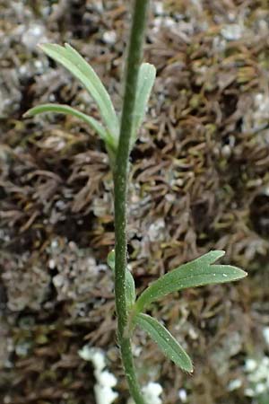 Ranunculus sprunerianus \ Spruners Hahnenfu� / Spruner's Buttercup, Kefalonia/Cephalonia Ainos 18.4.2024