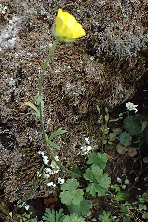 Ranunculus sprunerianus \ Spruners Hahnenfu� / Spruner's Buttercup, Kefalonia/Cephalonia Ainos 18.4.2024