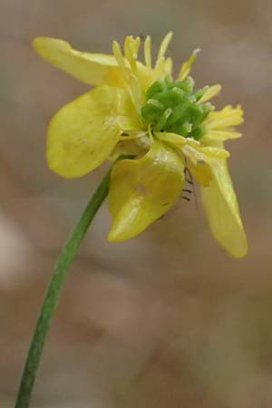 Ranunculus neapolitanus \ Neapolitanischer Hahnenfu� / Naples Buttercup, Kefalonia/Cephalonia Old Vlachata 22.4.2024