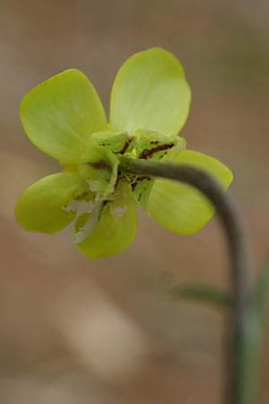 Ranunculus neapolitanus \ Neapolitanischer Hahnenfu� / Naples Buttercup, Kefalonia/Cephalonia Old Vlachata 22.4.2024