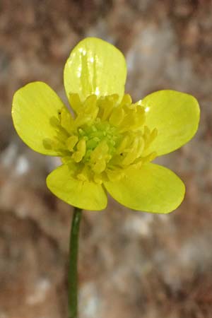 Ranunculus neapolitanus \ Neapolitanischer Hahnenfu� / Naples Buttercup, Kefalonia/Cephalonia Old Vlachata 22.4.2024