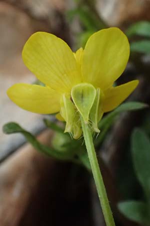 Ranunculus neapolitanus \ Neapolitanischer Hahnenfu� / Naples Buttercup, Kefalonia/Cephalonia Old Vlachata 22.4.2024